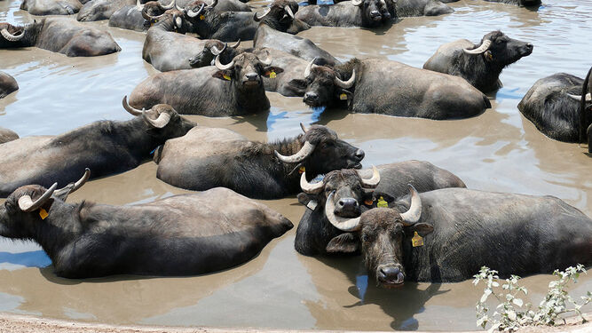 Un grupo de búfalos se emborrachan y destapan una producción ilegal de alcohol