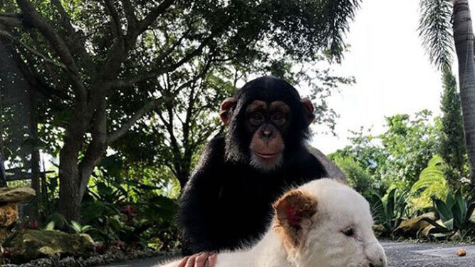 Limbani, uno de los chimpancés más queridos en redes sociales y en todo el mundo