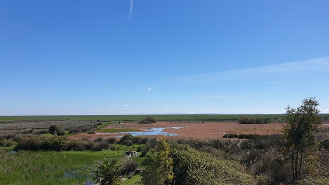 Laguna peridunar de Doñana prácticamente seca.