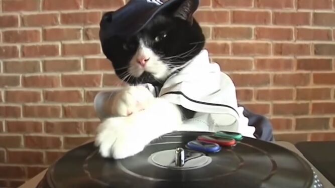 Un gato DJ provoca el insomnio de los vecinos de Lugo