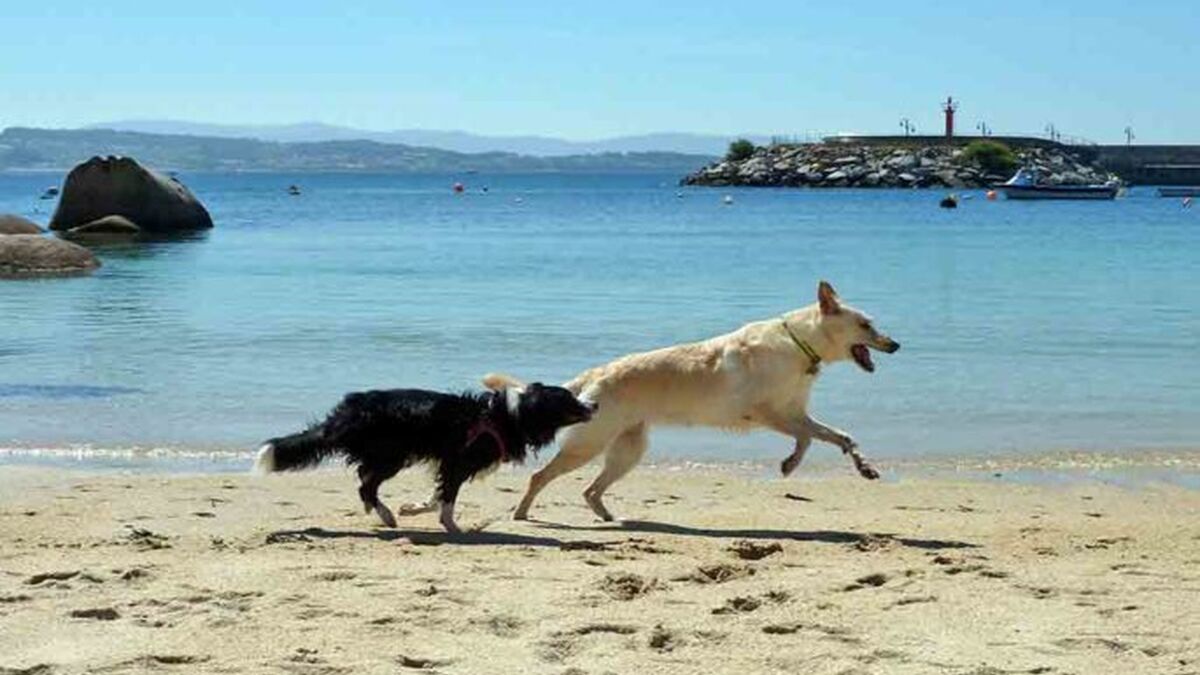 Me sorprendió Mago audiencia Playas para perros en Galicia