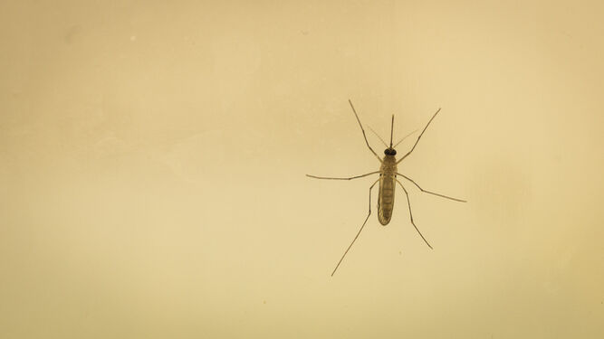 Un mosquito fotografiado en los laboratorios de la Estación Biolótica de Doñana.