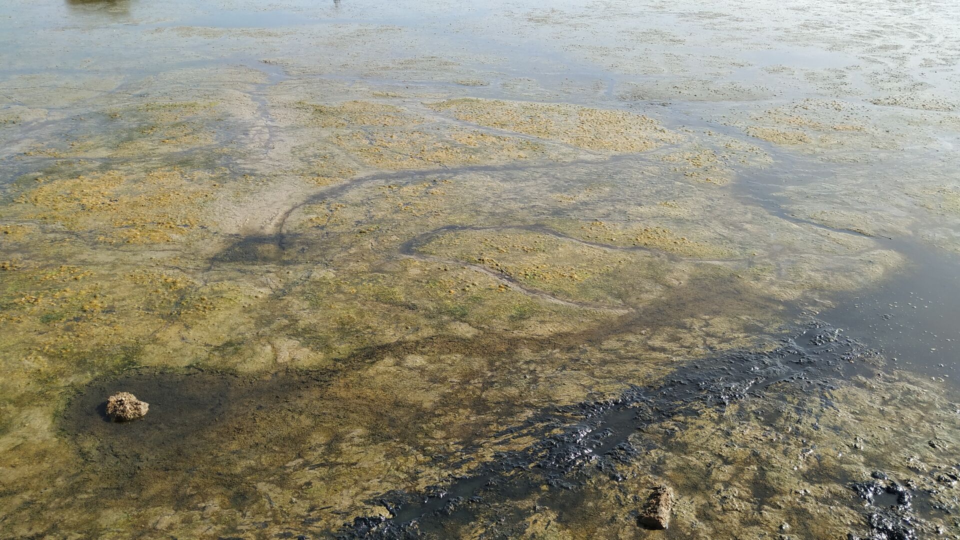 La Laguna de la Mejorada se seca