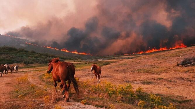 El incendio de Ávila arrasa con la vida de cientos de animales y los veterinarios exigen proporcionar más agua y alimento
