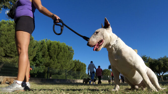 La organización está organizando talleres de disc dog, adiestramiento de luna can y un seminario taller de junior handling.