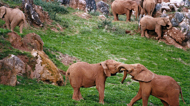 Cabárceno cede un elefante africano con fines reproductivos a un parque de Países Bajos