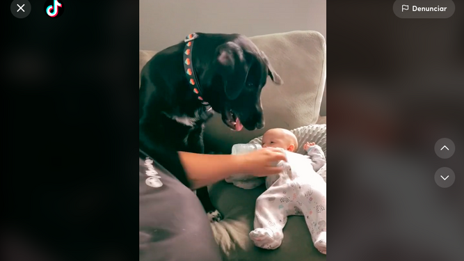 Un perro protege a un bebé hasta de su familia y desata el debate