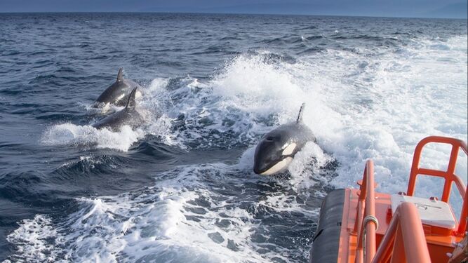 Desvelan una de las posibles causas de los 'ataques' de orcas en el Estrecho