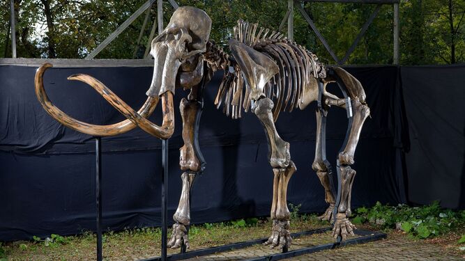Esqueleto de un mamut incluido en la muestra 'El gigante de la Edad de Hielo'.