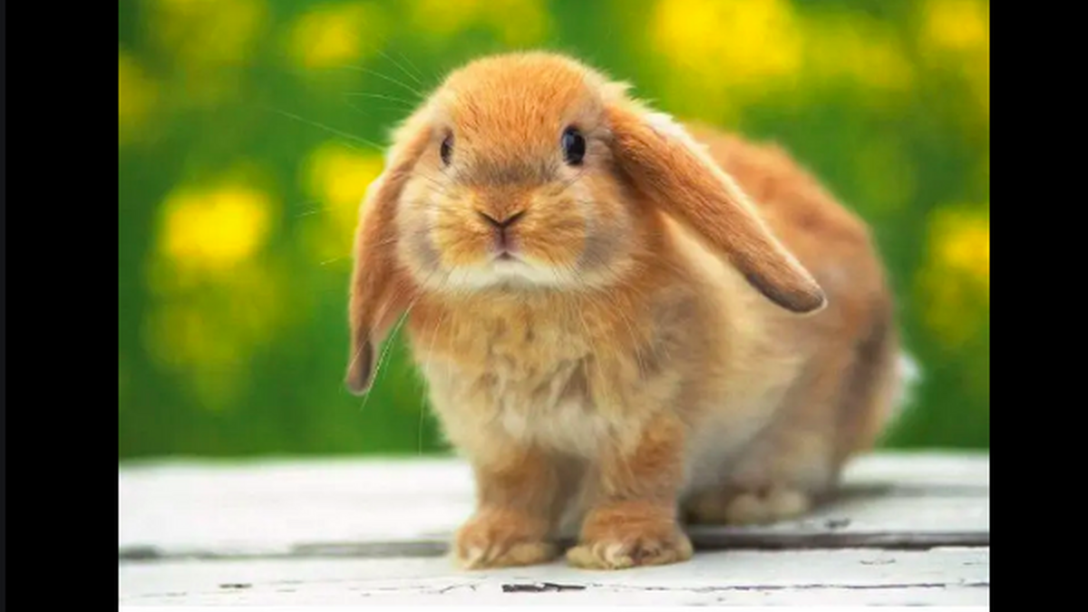 10 cosas que no sabías de los conejos