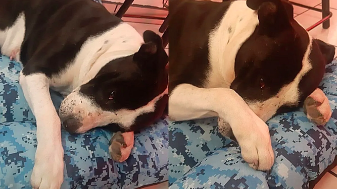 Rescatan a un pitbull utilizado para peleas callejeras y llora cuando le regalan una cama