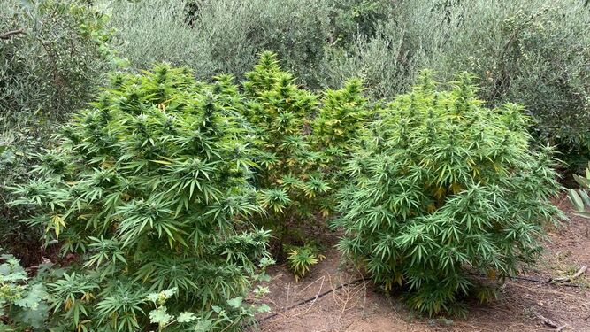 Algunas de las plantas de marihuana intervenidas en Lora del Río.