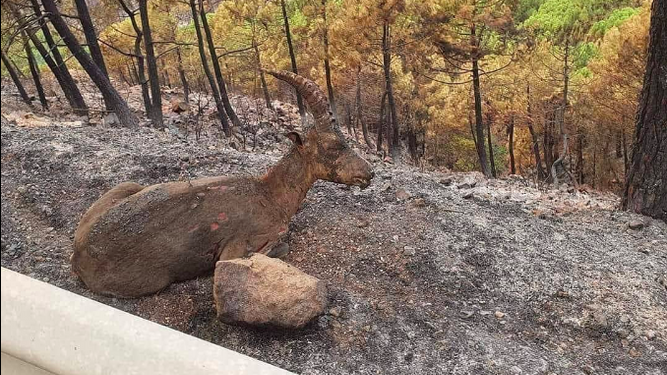 Los animales: otro de los grandes perjudicados en el incendio de Sierra Bermeja