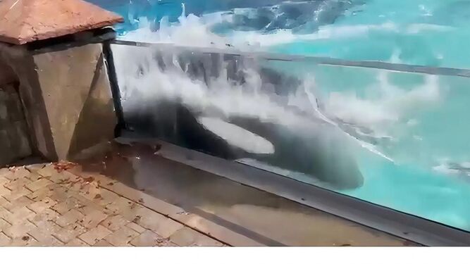 Denuncian en un vídeo cómo la última orca en cautiverio de Canadá se golpea brutalmente frente a un cristal