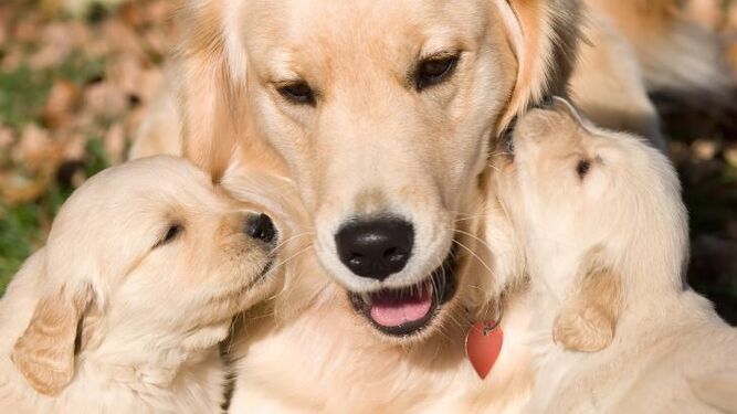 ¿Echan de menos los cachorros a sus madres? ¿qué beneficios obtienen estando cerca de ellas?
