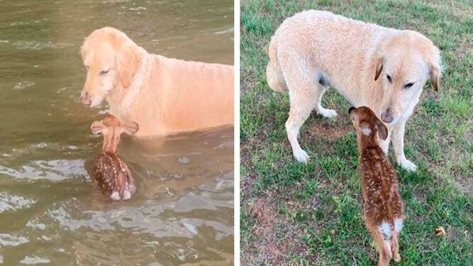 Un perro salva a una cría de ciervo se convierte en su amigo