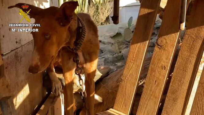 Detienen a tres hombres en Gran Canaria por maltrato animal al tener 17 perros en malas condiciones