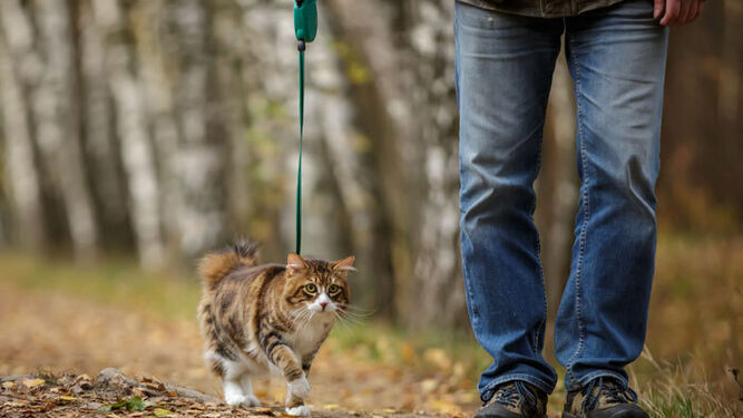 ¿Por qué no sacas a tu gato a pasear? Aspectos a tener en cuenta