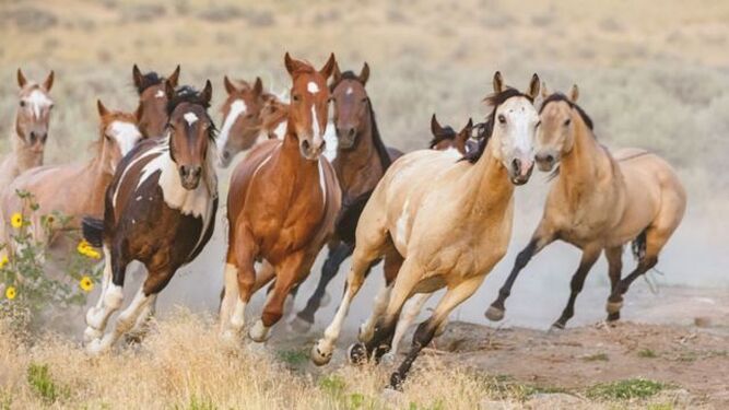 Solo un 1% los caballos del planeta viven en semilibertad