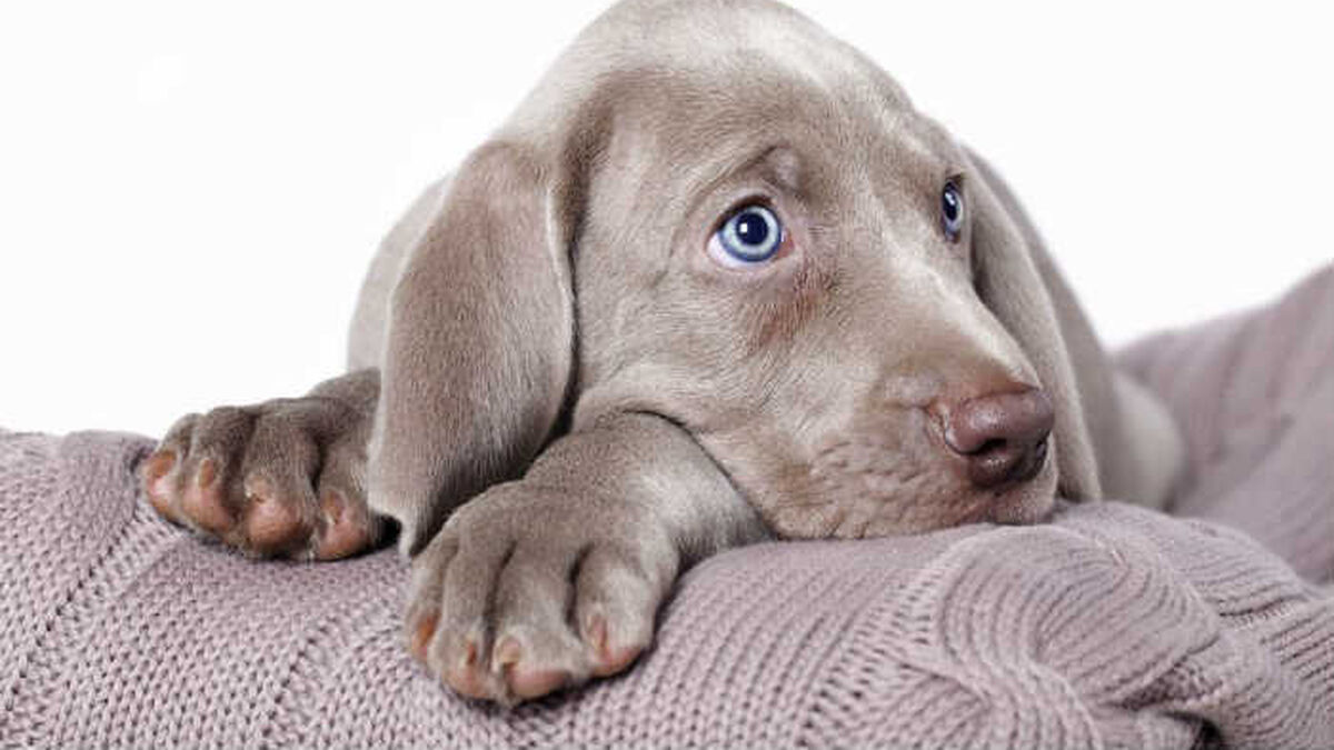Contaminar Ocho Controlar Esta es la lista de los perros alemanes que están más de moda en nuestro  país