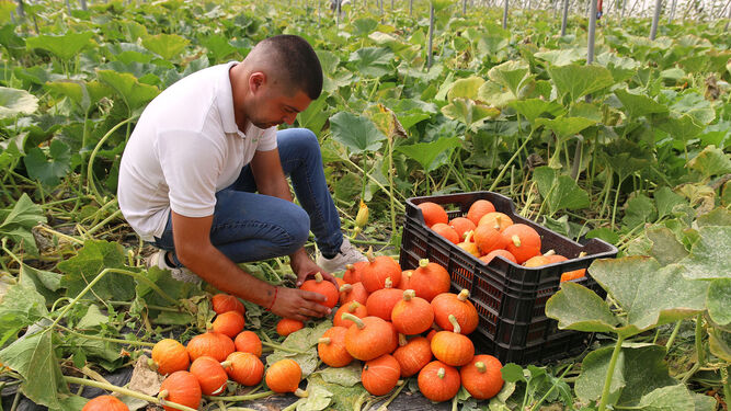 En Níjar se coltivan cientos de variedades, como calabazas en este invernadero ubicado entre Campohermoso  y Fernán Pérez.