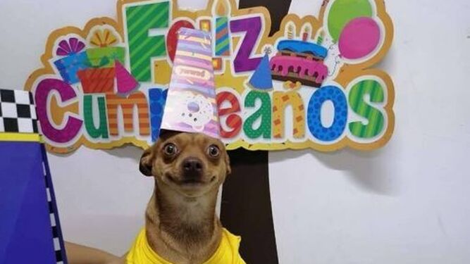 La divertida reacción de un perro al ver que su familia celebra su cumpleaños