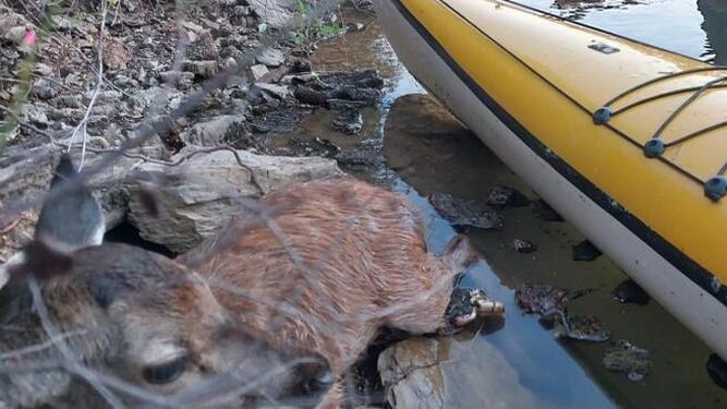 Rescatan a un cervatillo en el río Bembézar