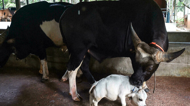 Rani, recibe a título póstumo el Récord Guinness de la vaca más pequeña del mundo