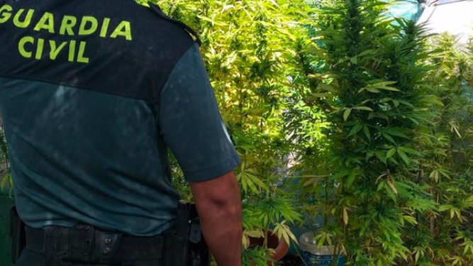 Dos detenidos tras ser desmantelado una plantación con 39 plantas de marihuana en Montellano