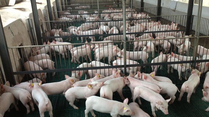 La cabaña de cerdo blanco es la más numerosa del sector ganadero malagueño, y la que más facturación le reporta.