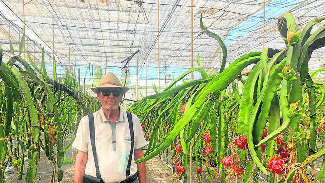 Antonio Mira visita a diario su plantación de pitahaya.