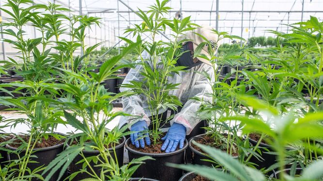 Un trabajador revisa las plantas de cannabis en un invernadero de una compañía farmacéutica en Israel.