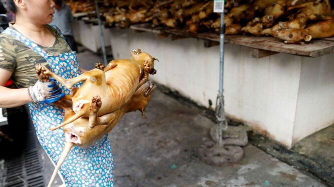 El presidente de Corea del Sur quiere prohibir comer la carne de perro