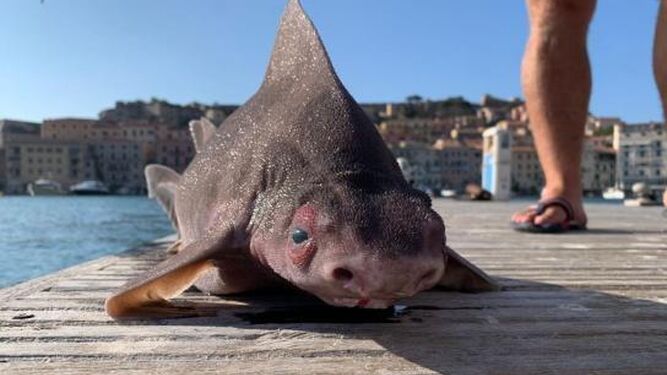 Aparece en Italia un extraño tiburón con la cara de cerdo