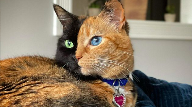 El extraño caso de los gatos quimera: los felinos de dos caras