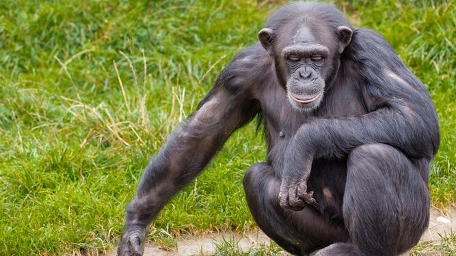 Confirman casos de lepra en chimpancés salvajes