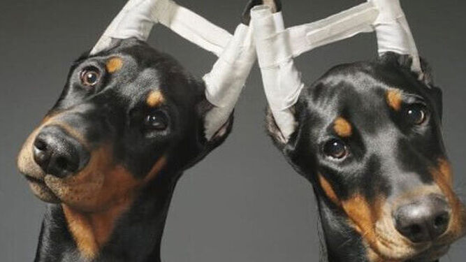 Ni hacer publicidad con animales ni usar collares de descarga eléctrica: las prohibiciones de la nueva ley animal