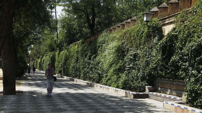 La tapia que separa el paseo de los jardines del Real Alcázar.
