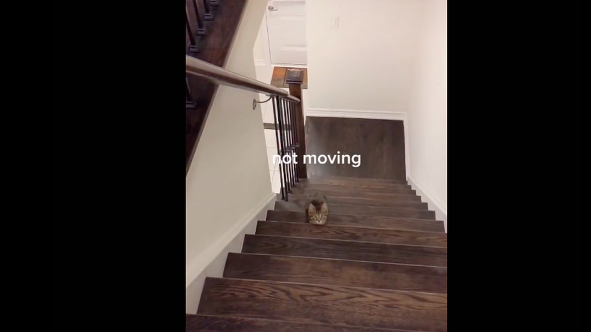 Video: El vídeo viral de un gato en Tik Tok que desafía a su dueña con El  juego del calamar