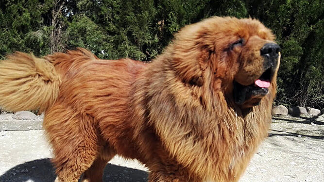 Típicamente Corteza marca Razas de perros que parecen leones