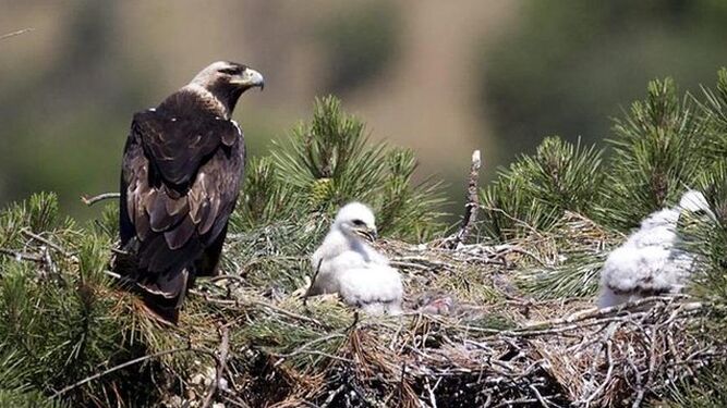 Un ejemplar de águila imperial ibérica junto a dos de sus polluelos.