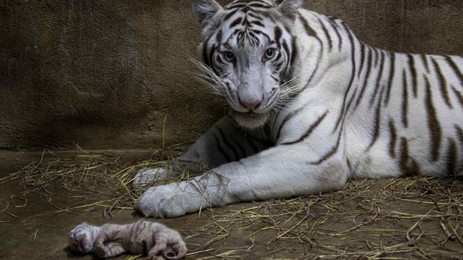 El zoológico de Nicaragua está de enhorabuena: nacen tres tigres blancos de bengala