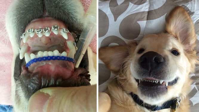 La ortodoncia canina existe