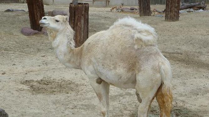 Encuentran a ocho camellos y una llama que se escaparon de un circo en Madrid
