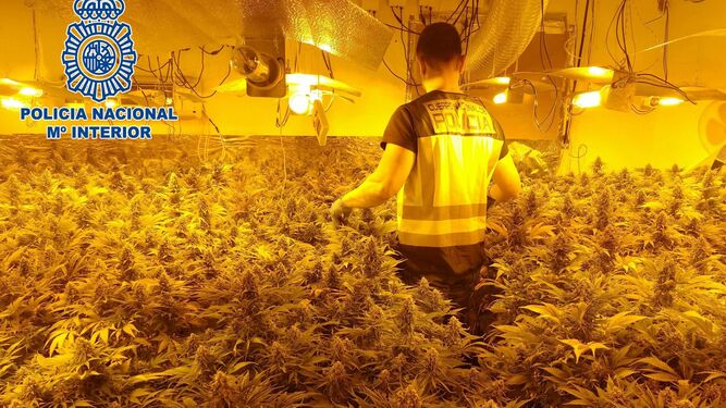 Un policía nacional, en una plantación de marihuana intervenida.