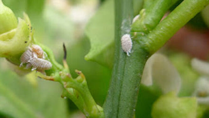 Desarrollan un nuevo insecticida de residuo cero contra la plaga del cotonet
