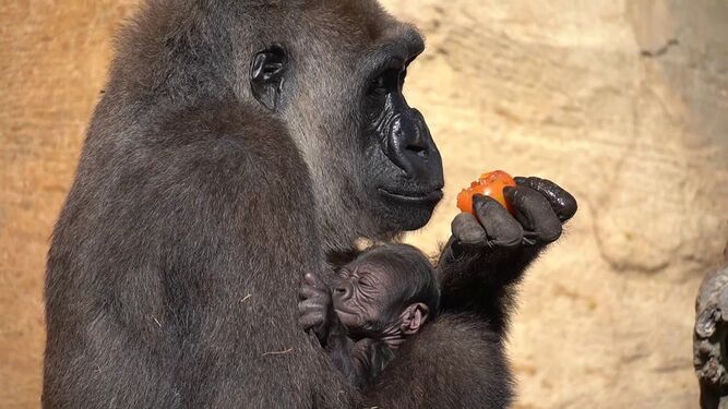 Ekan, el primer gorila nacido en Andalucía, celebra su primer cumpleaños
