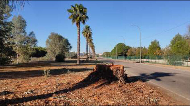 Restos de uno de los árboles cortados en el Parque Tamarguillo junto al aeropuerto.