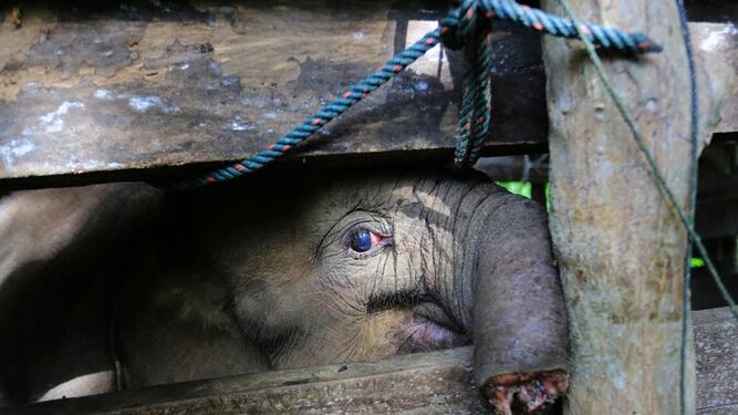 Muere una cría de elefante tras perder trágicamente su trompa en Indonesia