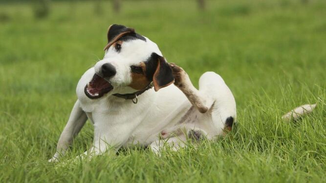 Cuáles son los síntomas de la enfermedad dermatitis atópica en los perros y cómo tratarla